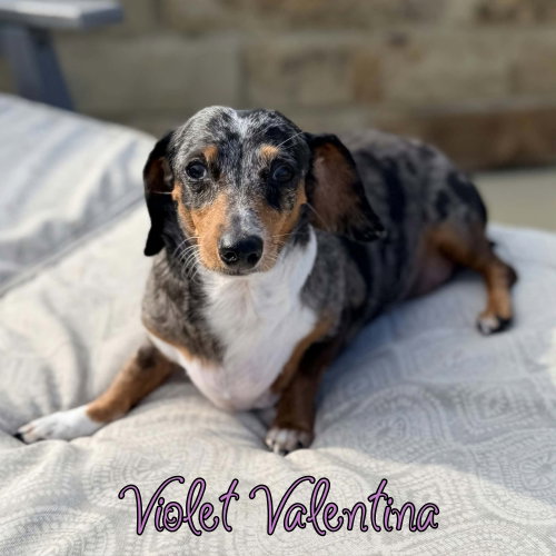 Violet Valentina, photo 6