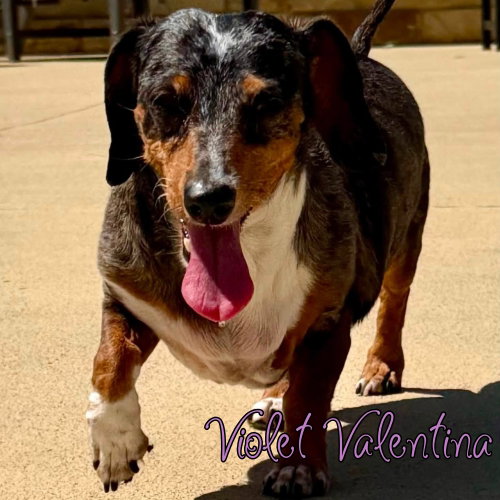 Violet Valentina, photo 19