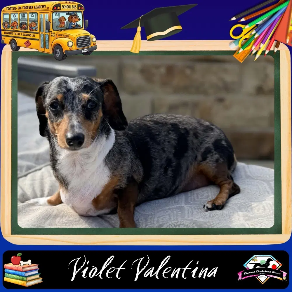 Violet Valentina - Dachshund