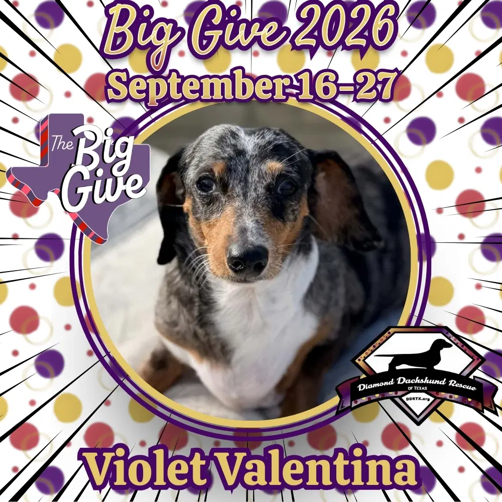 Violet Valentina - Dachshund