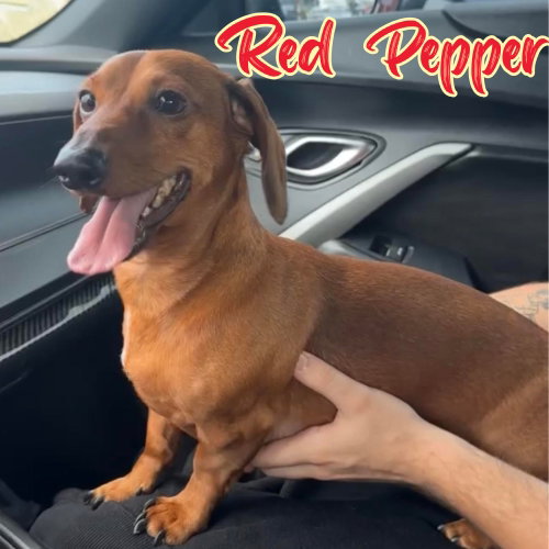 Red Pepper, photo 4