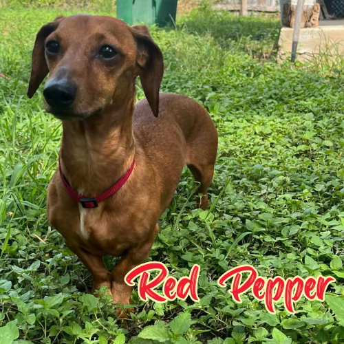 Red Pepper, photo 2