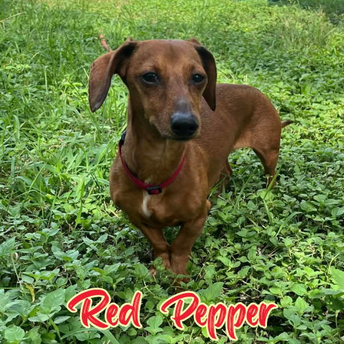 Red Pepper, photo 5