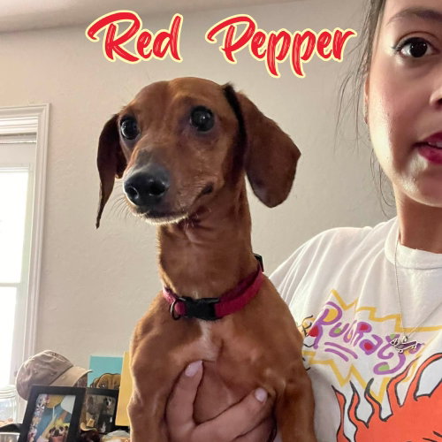 Red Pepper, photo 3