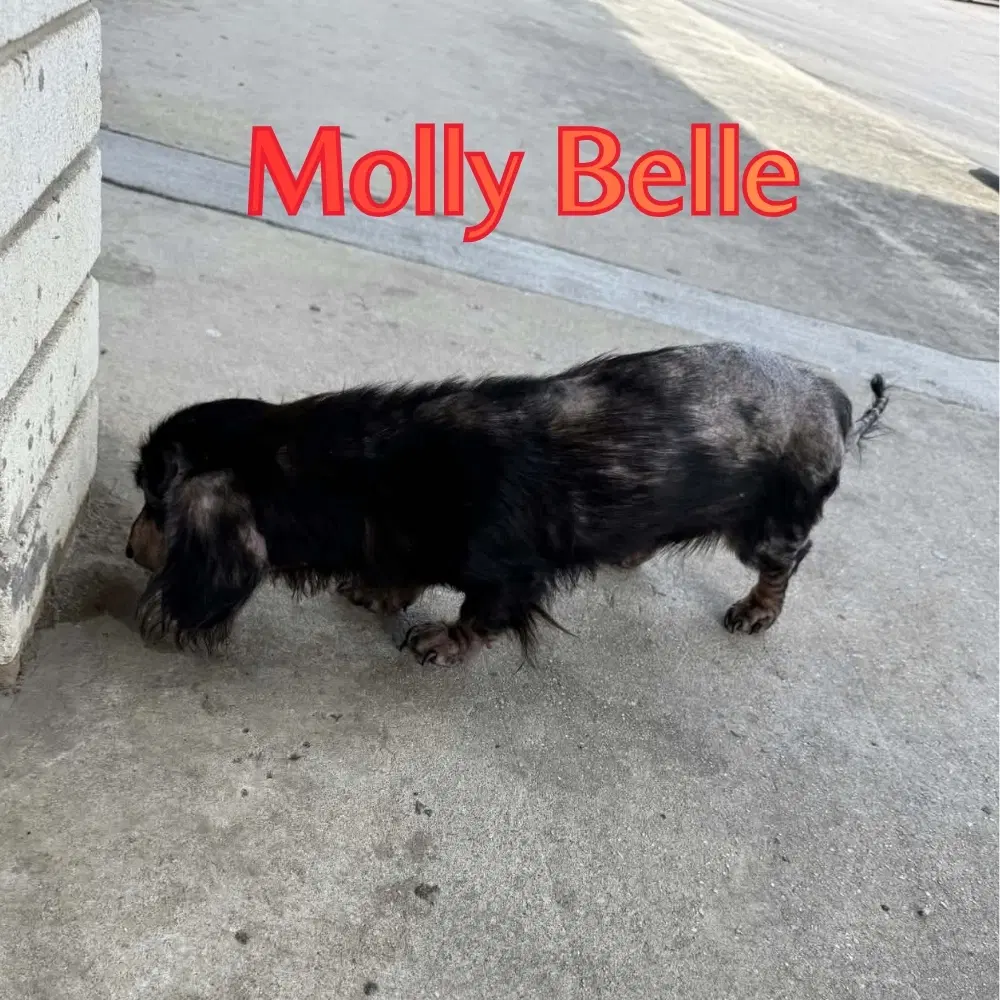 Molly Belle image 3