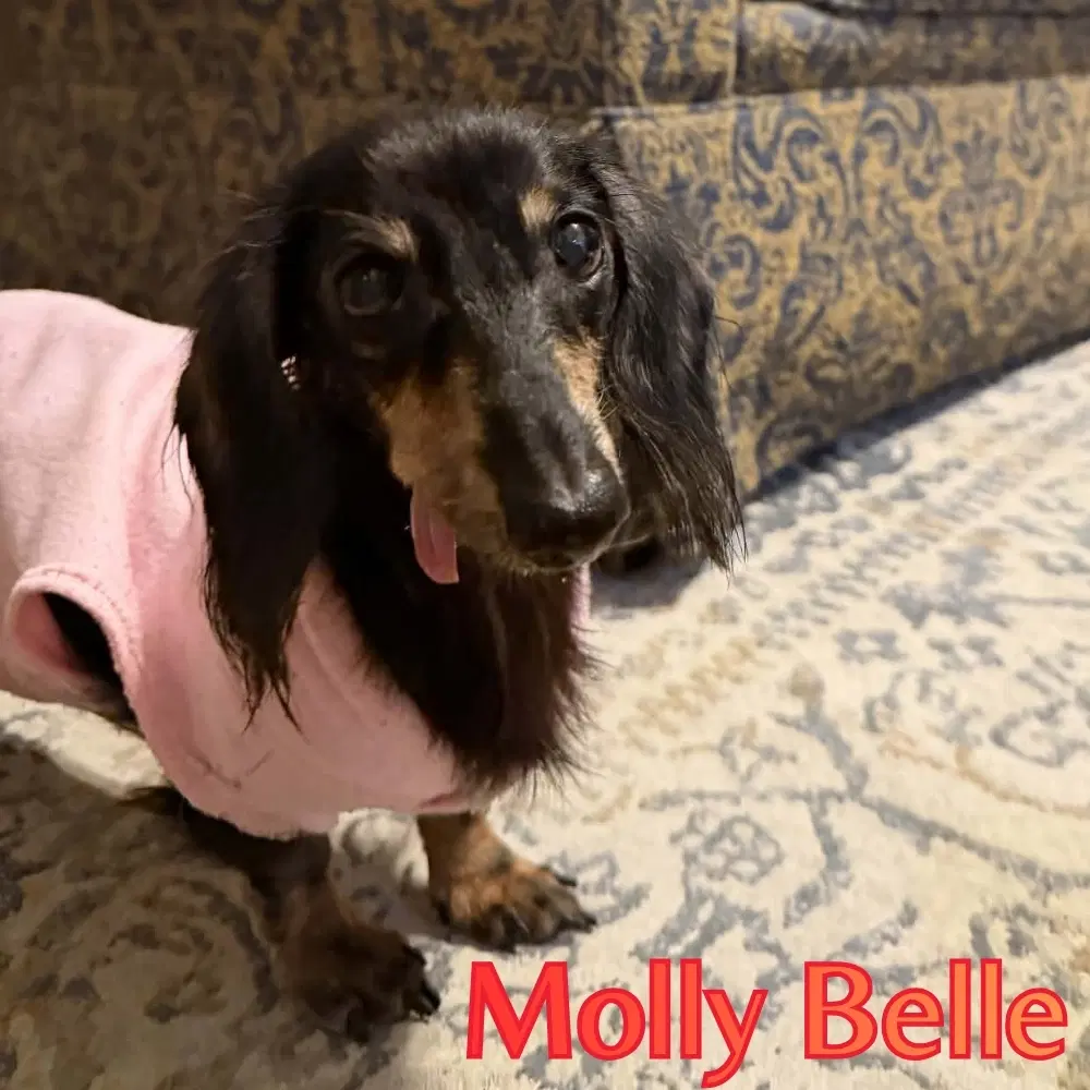 Molly Belle image 2