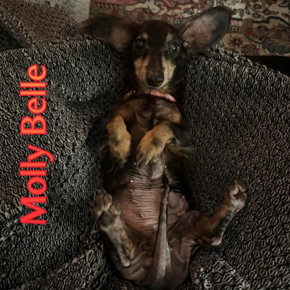 Molly Belle image 4