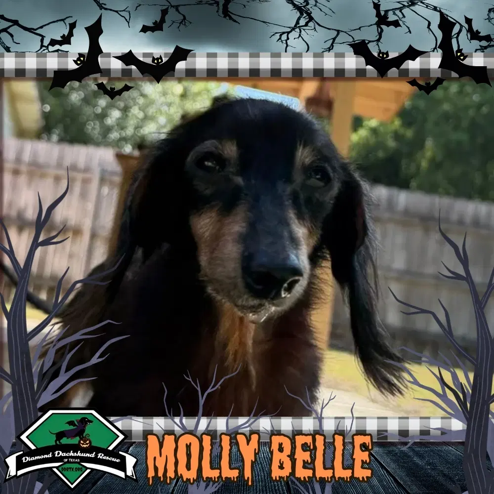Molly Belle - Dachshund