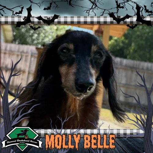 Molly Belle, Dachshund (long coat)