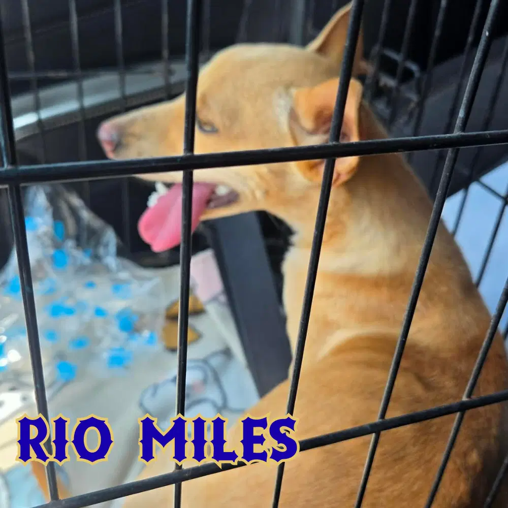 Rio Miles image 4