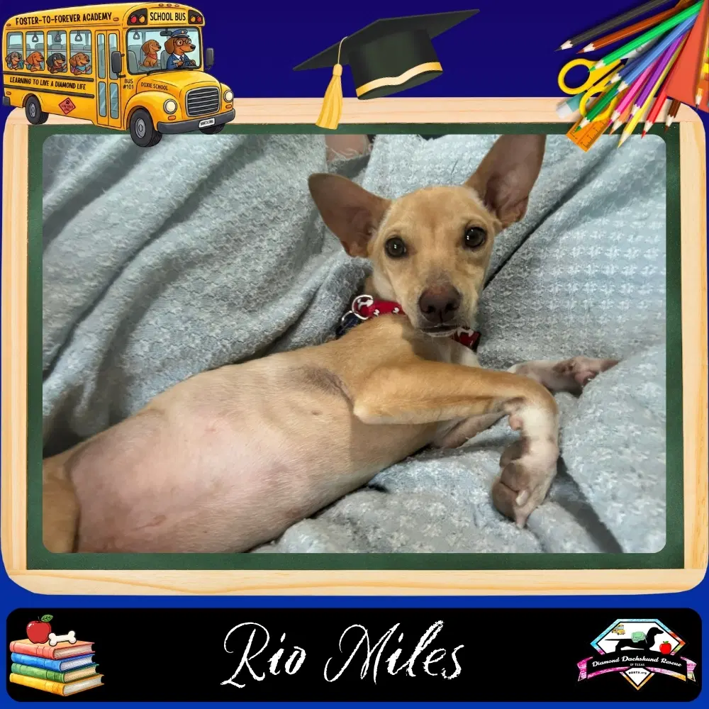 Rio Miles - Dachshund