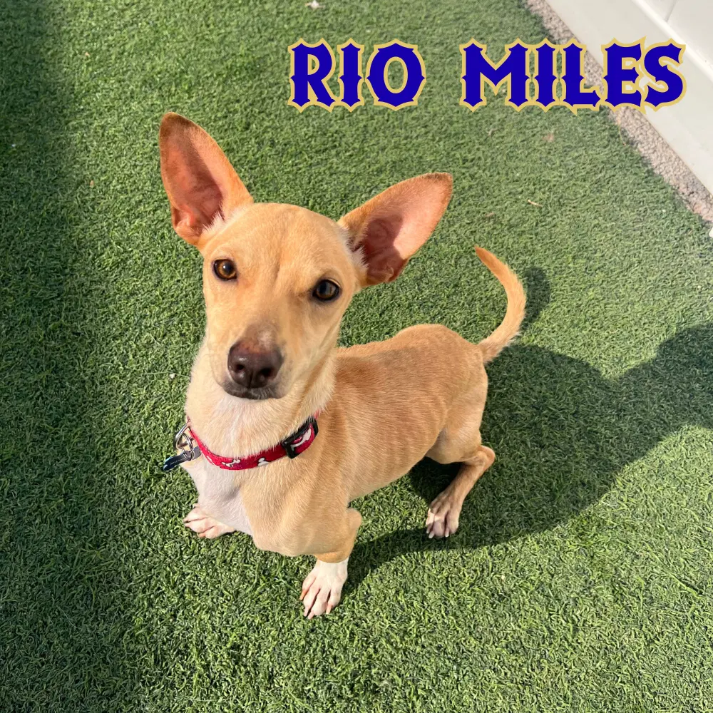Rio Miles image 3