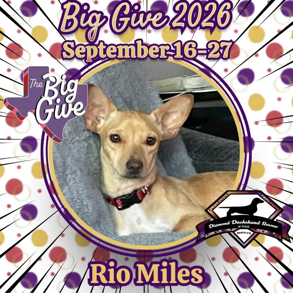 Rio Miles - Chi-weenie