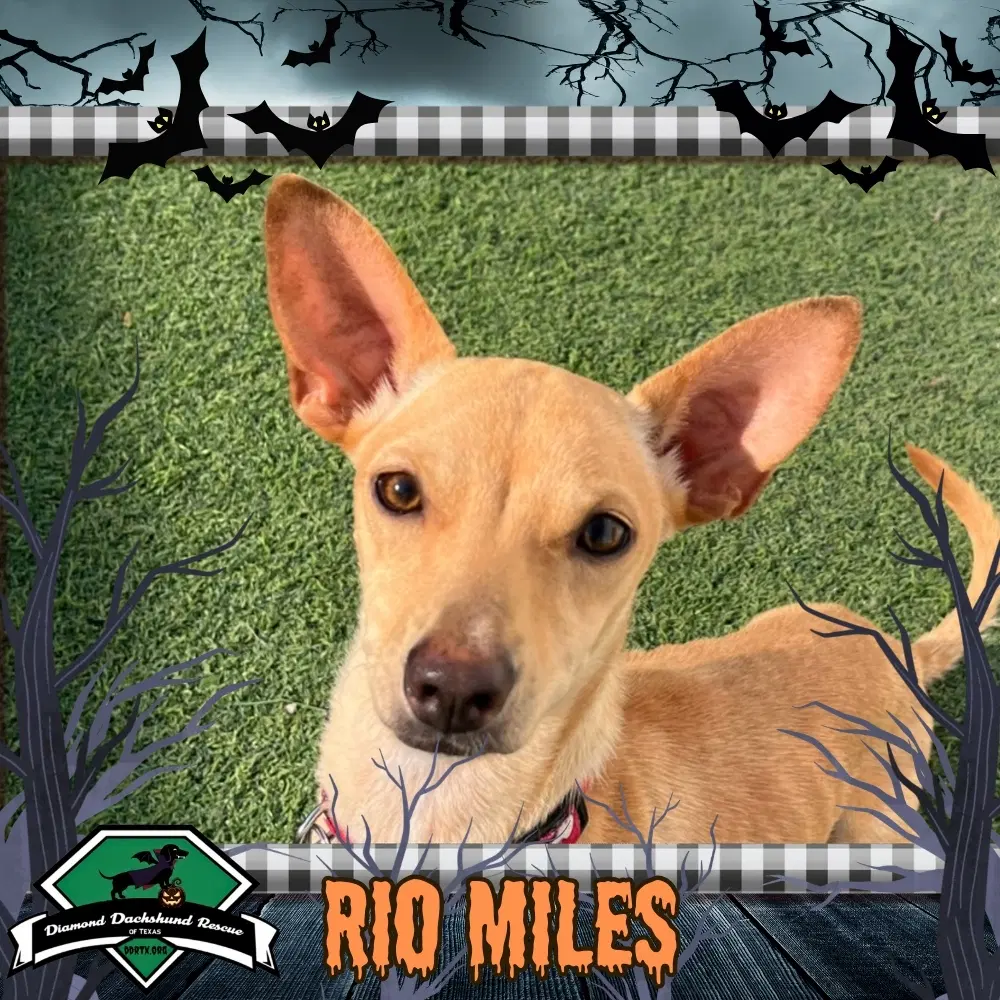 Rio Miles - Chi-weenie