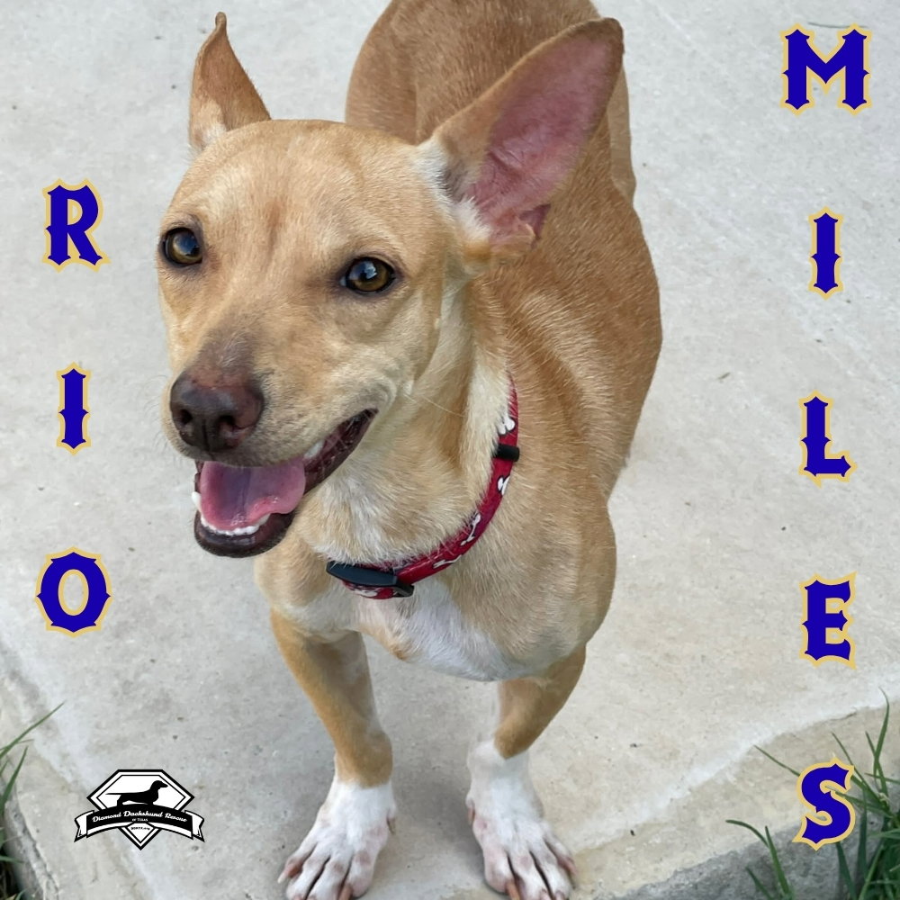 Rio Miles, photo 2