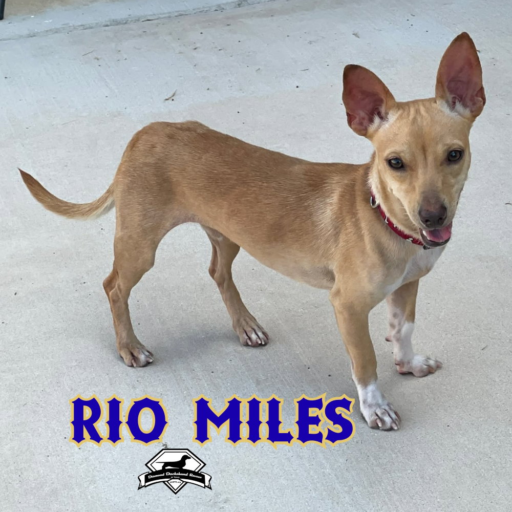 Rio Miles, photo 3