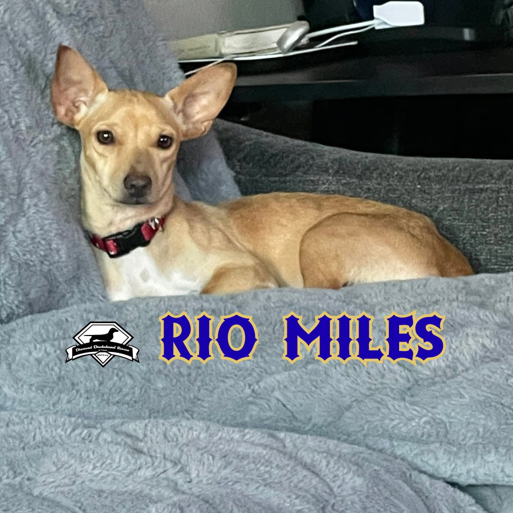 Rio Miles, photo 4