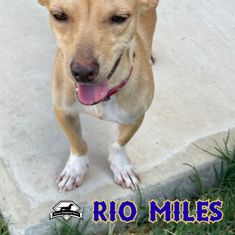 Rio Miles, photo 5