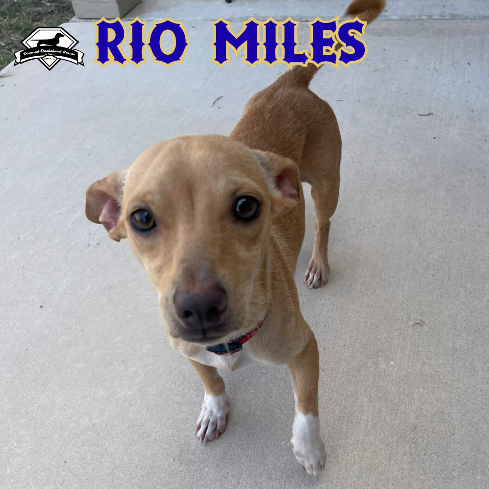 Rio Miles, photo 6