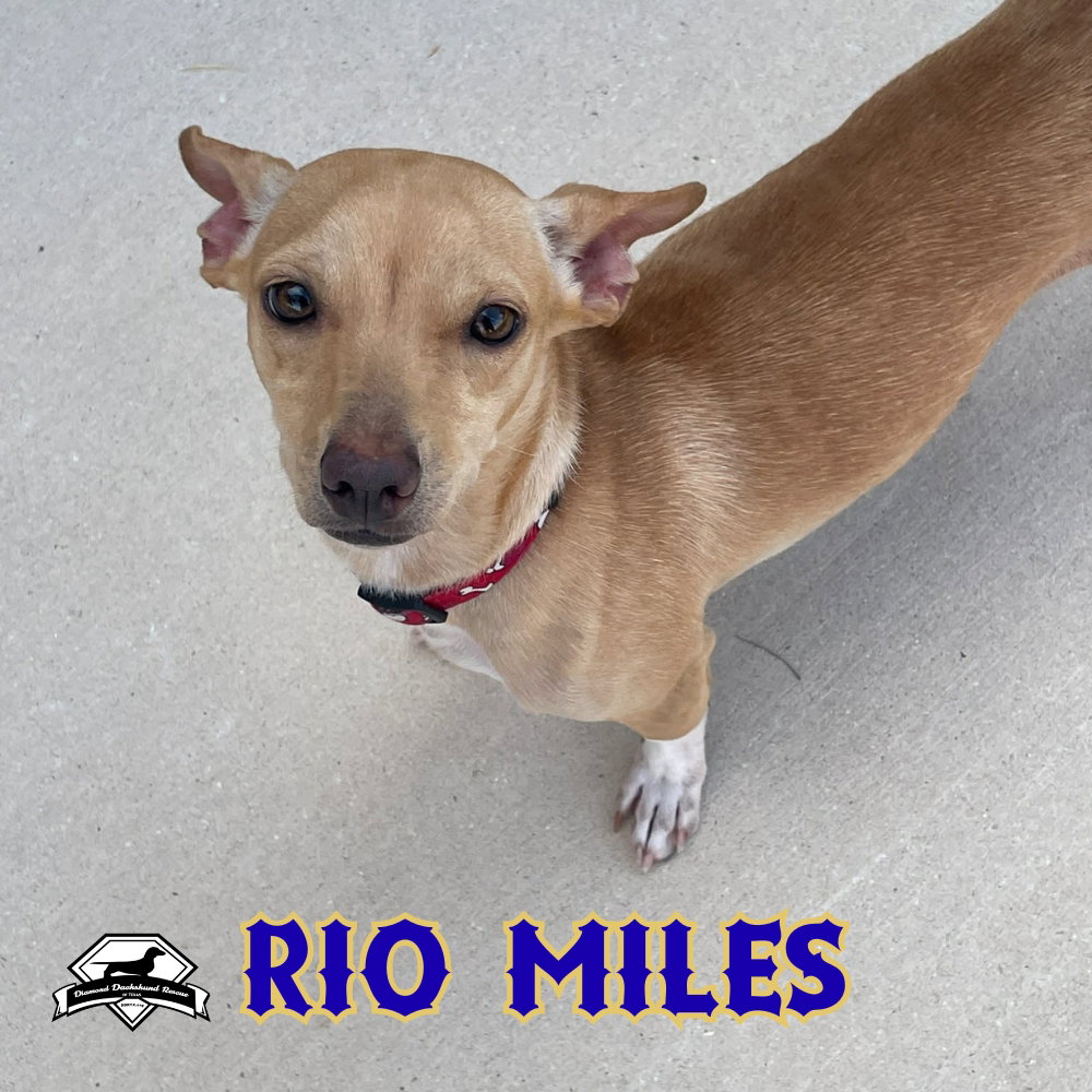 Rio Miles, photo 7