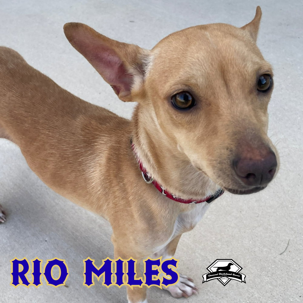 Rio Miles, photo 8