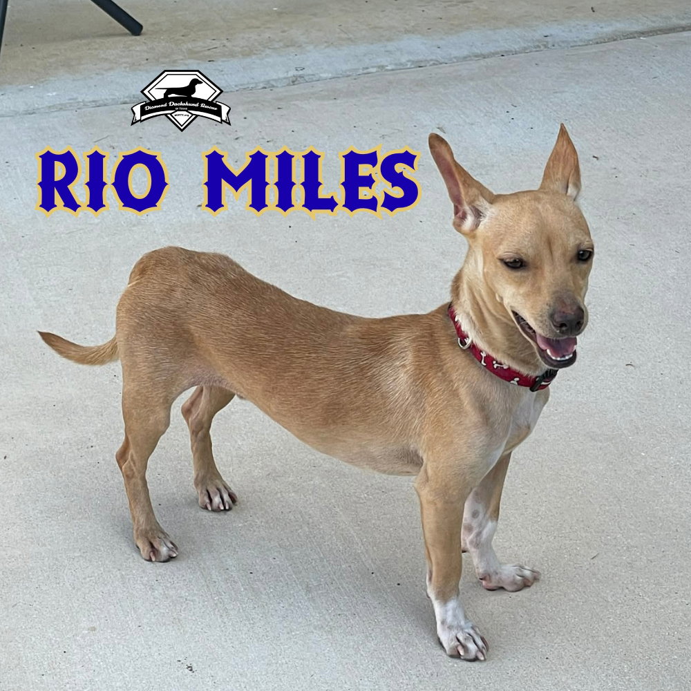 Rio Miles, photo 9