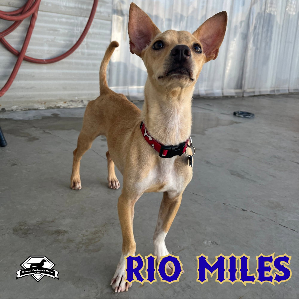 Rio Miles, photo 11