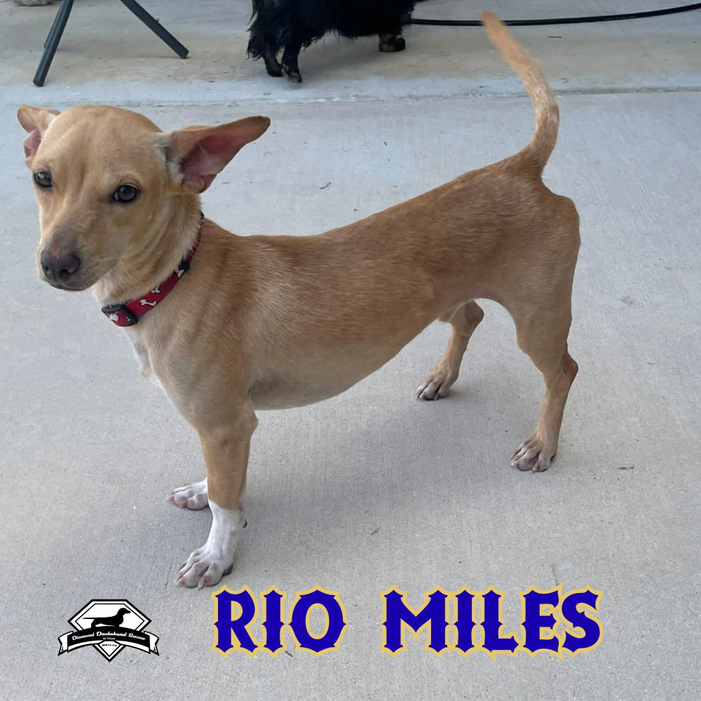 Rio Miles, photo 12