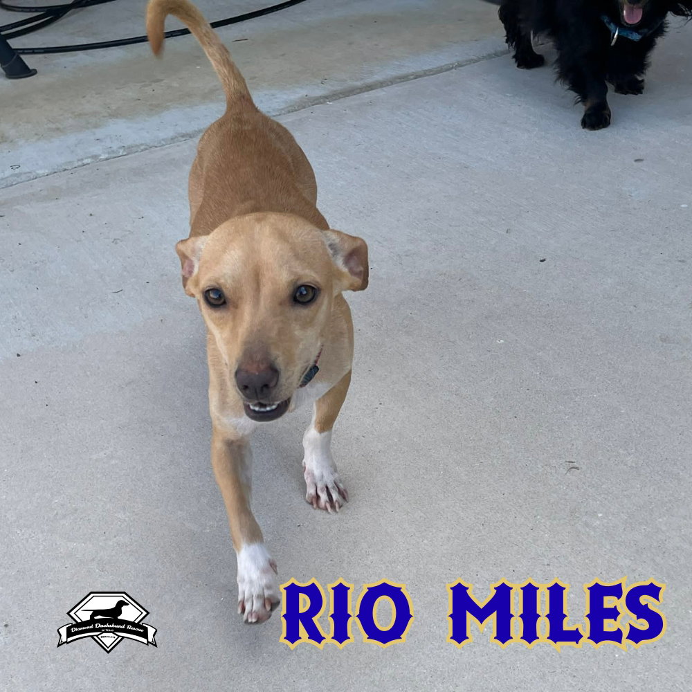 Rio Miles, photo 13