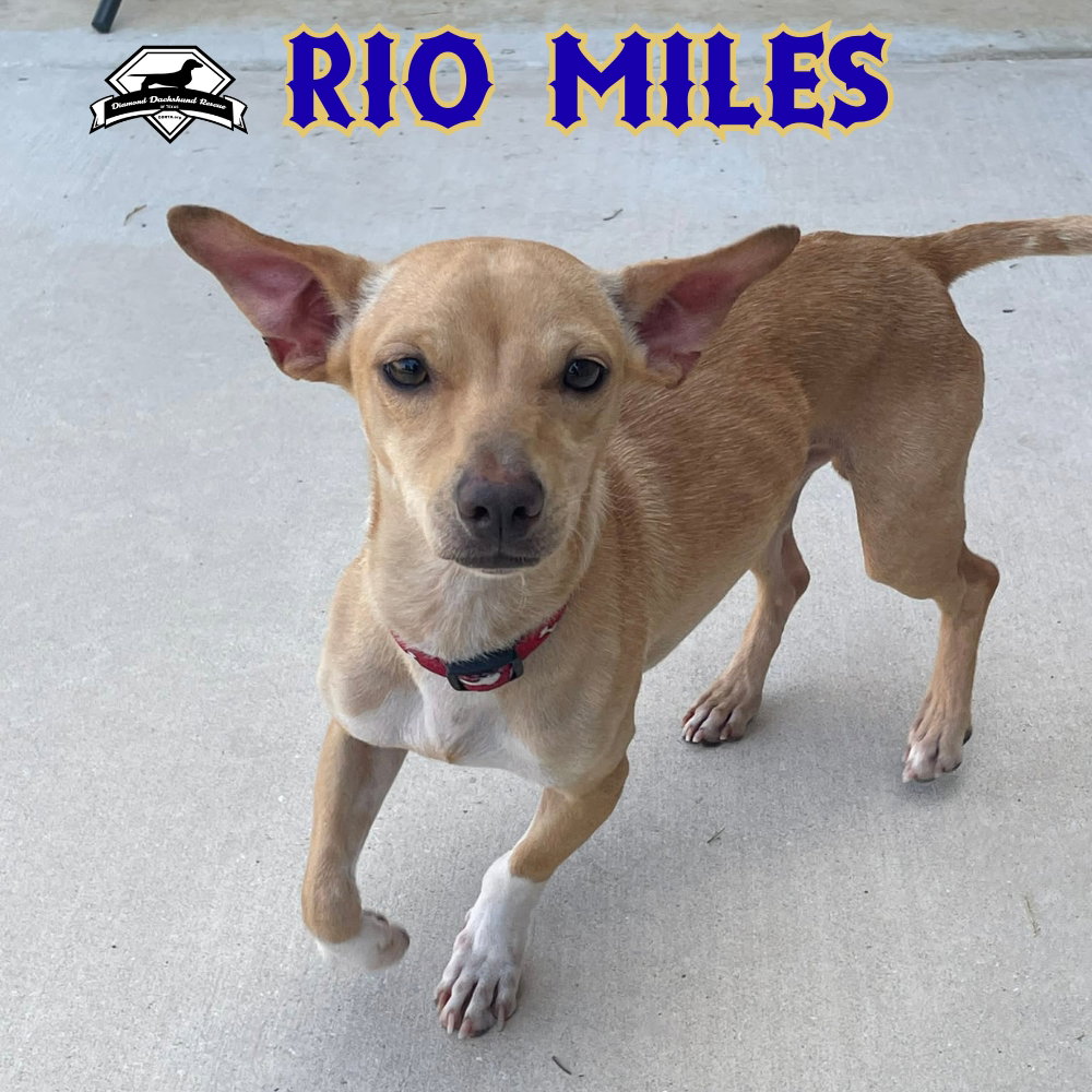 Rio Miles, photo 14