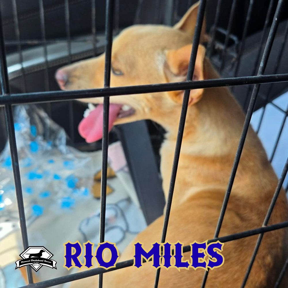 Rio Miles, photo 15