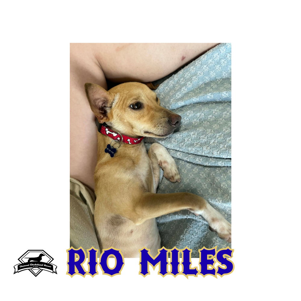 Rio Miles, photo 16