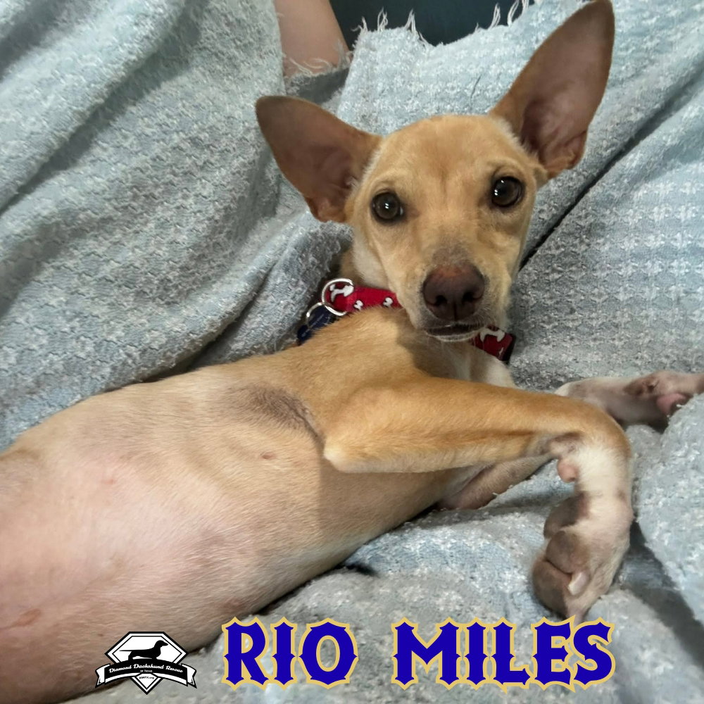 Rio Miles, photo 17