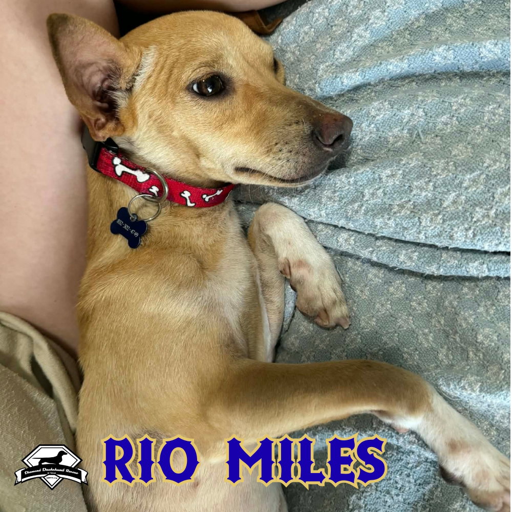 Rio Miles, photo 18