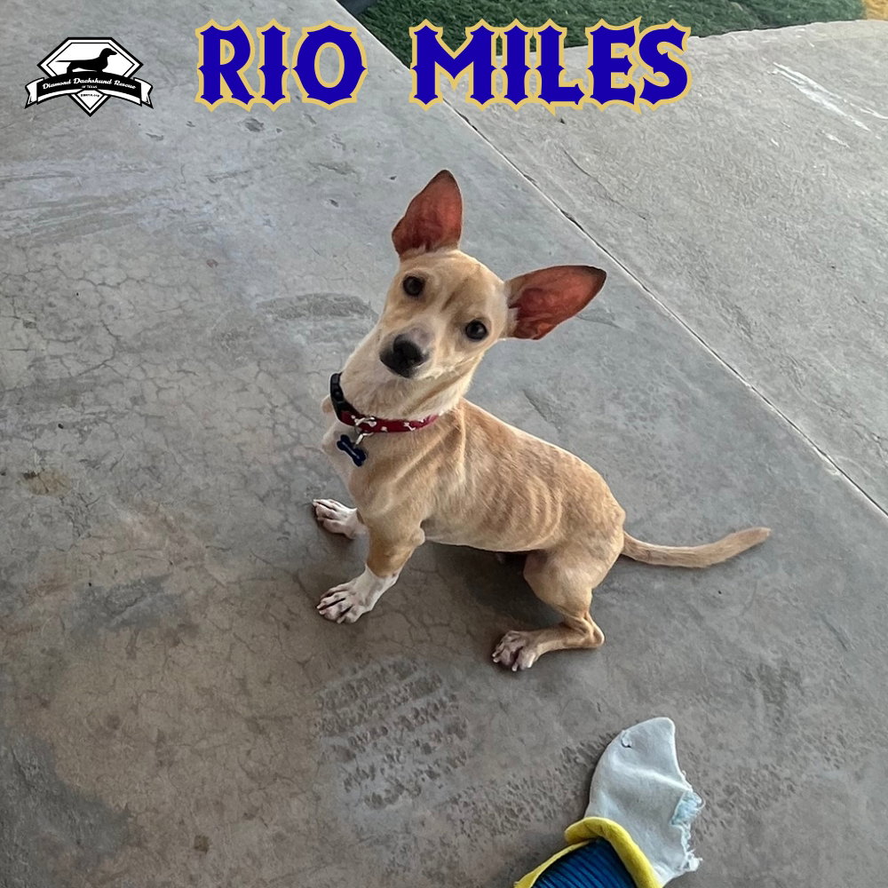 Rio Miles, photo 19