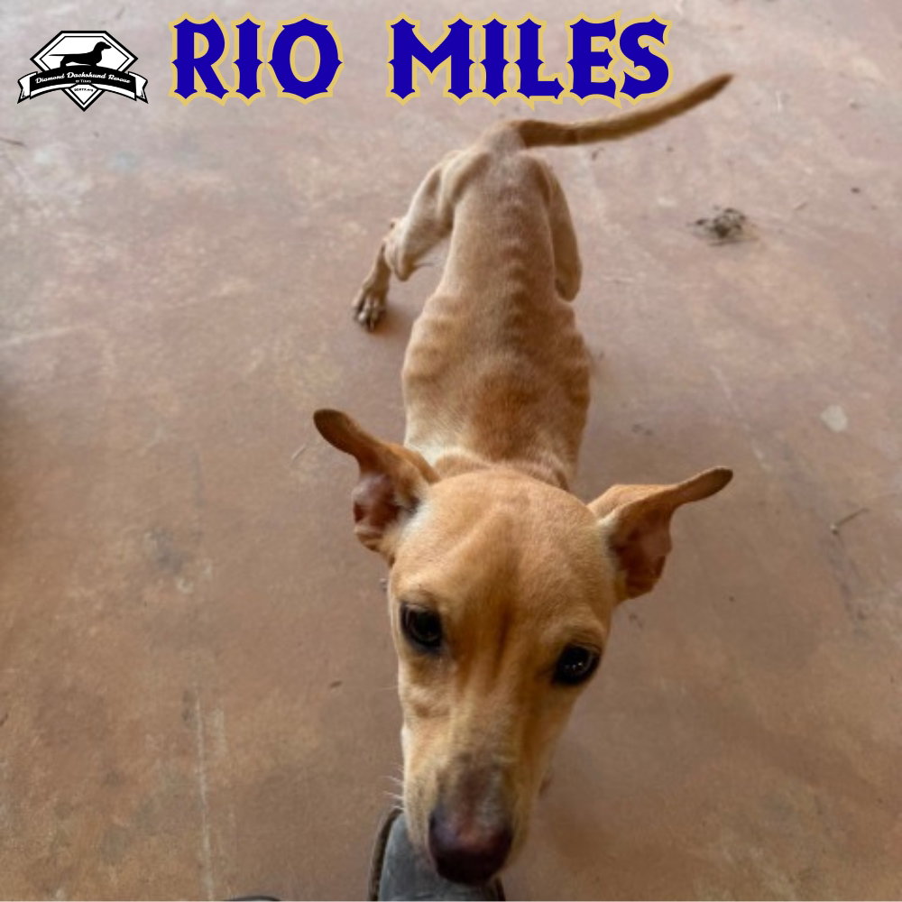 Rio Miles, photo 20