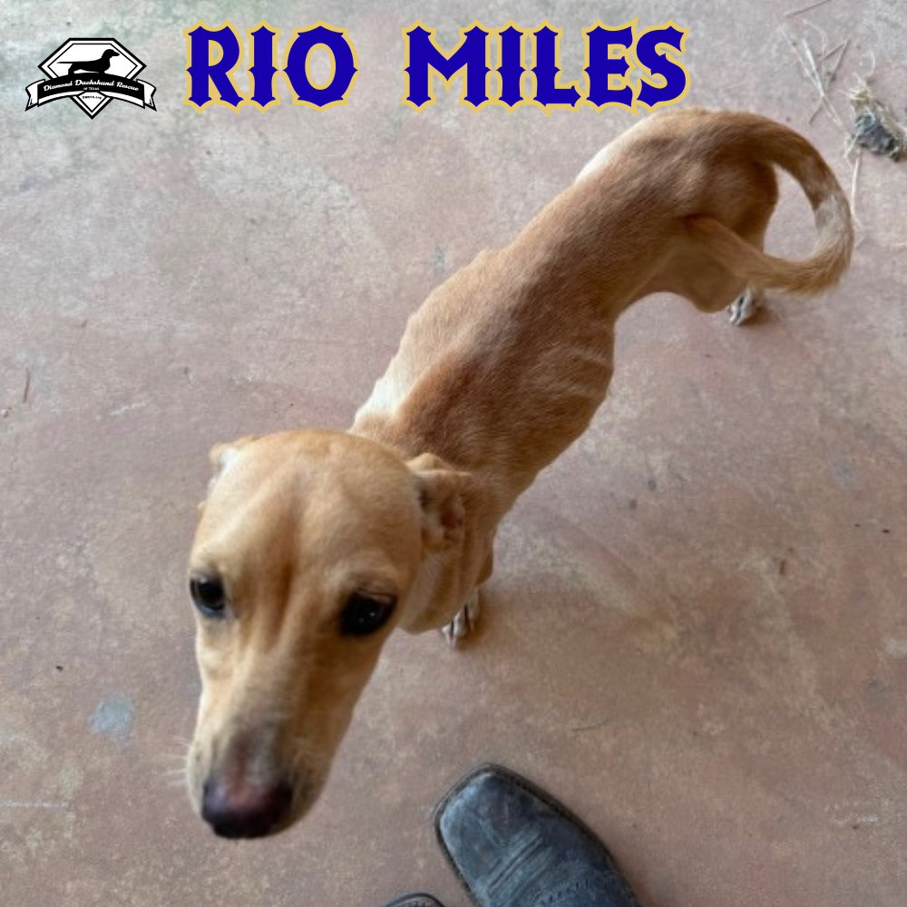 Rio Miles, photo 21