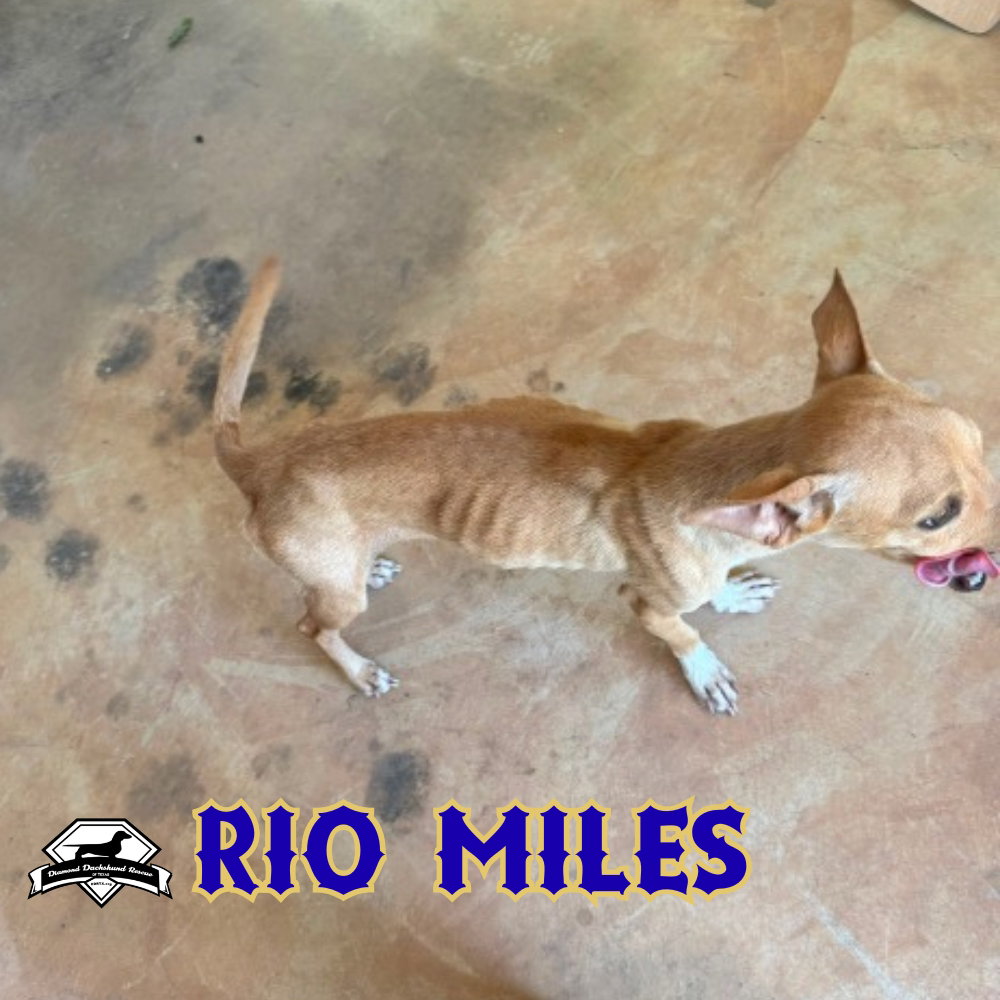 Rio Miles, photo 22