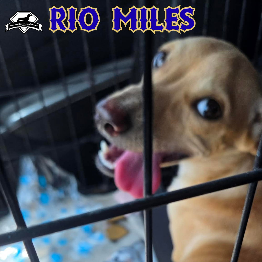 Rio Miles, photo 23