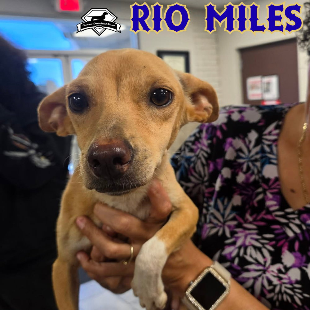 Rio Miles, photo 24