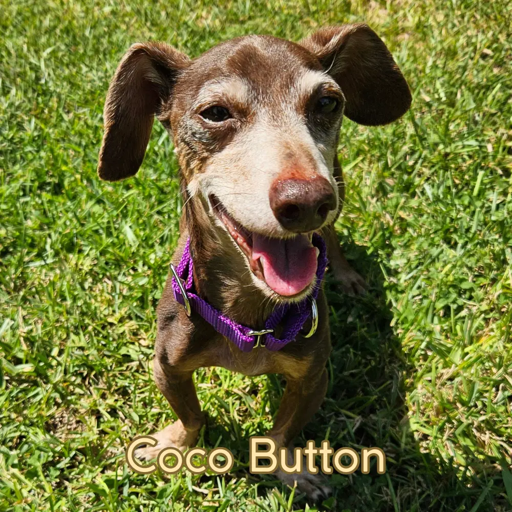 Coco Button image 4