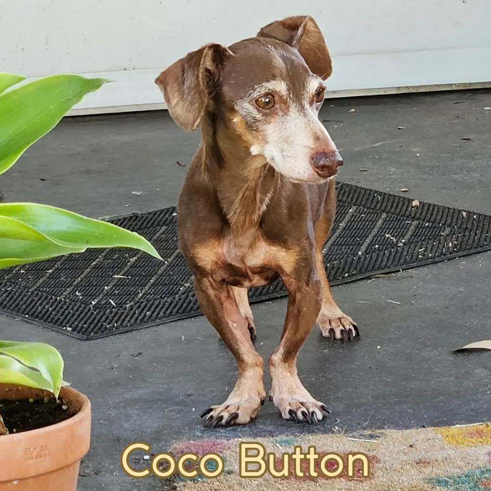 Coco Button image 2