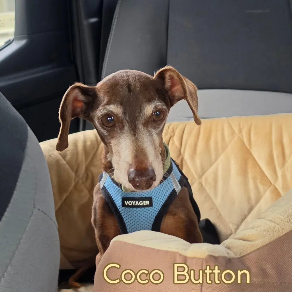 Coco Button image 3