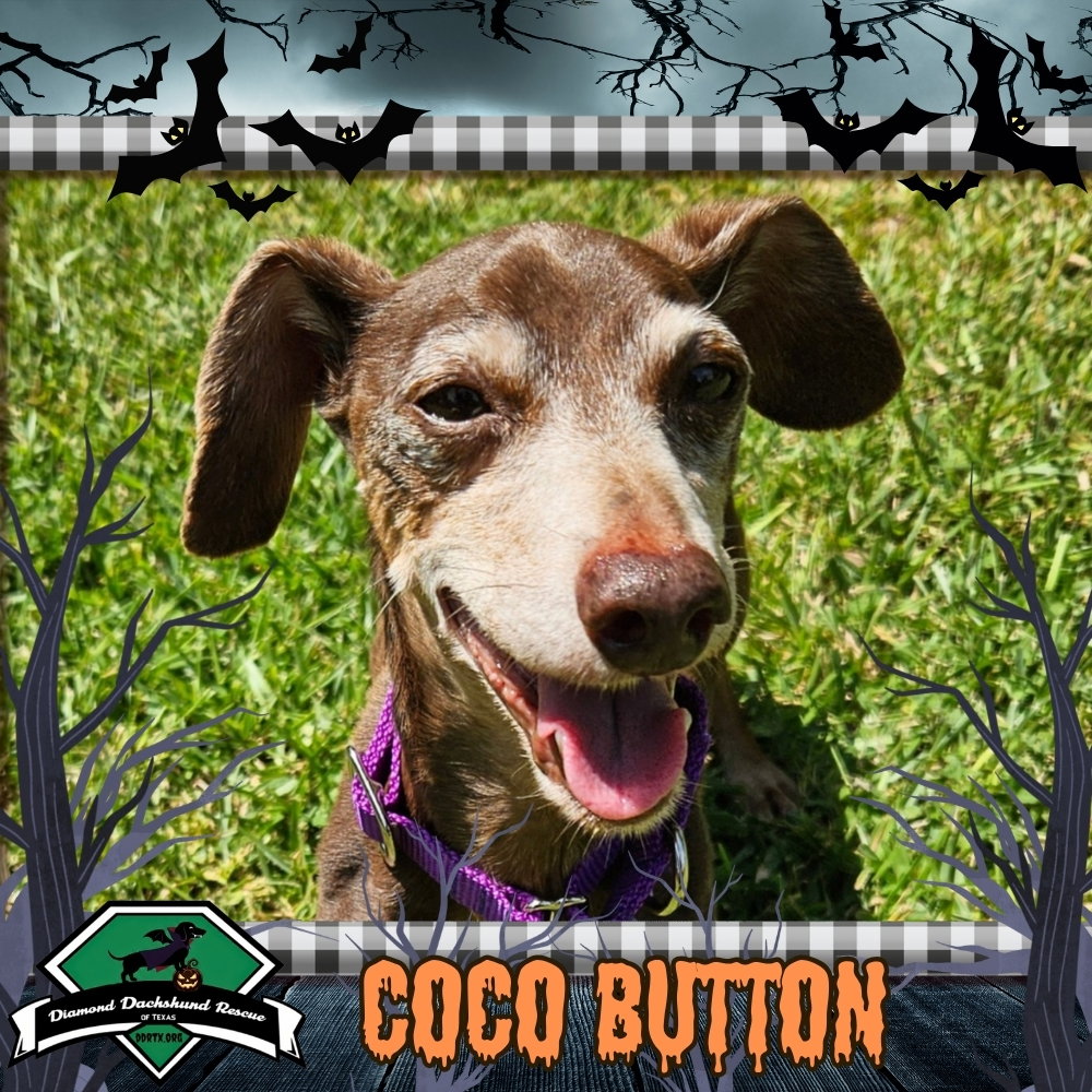 Coco Button, Dachshund