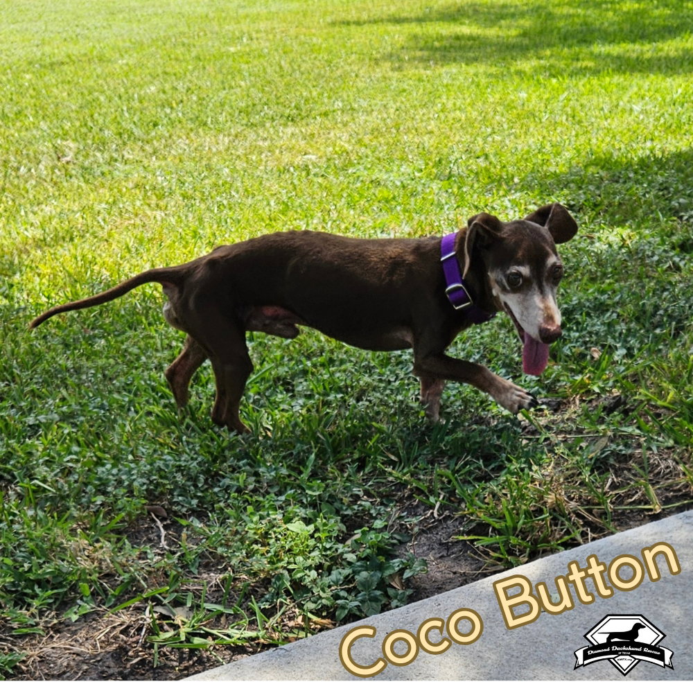 Coco Button, photo 2