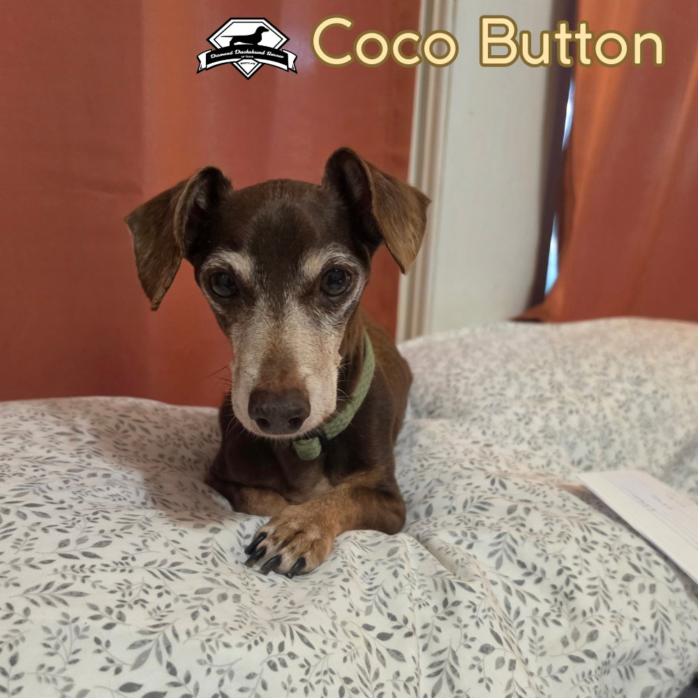 Coco Button, photo 4