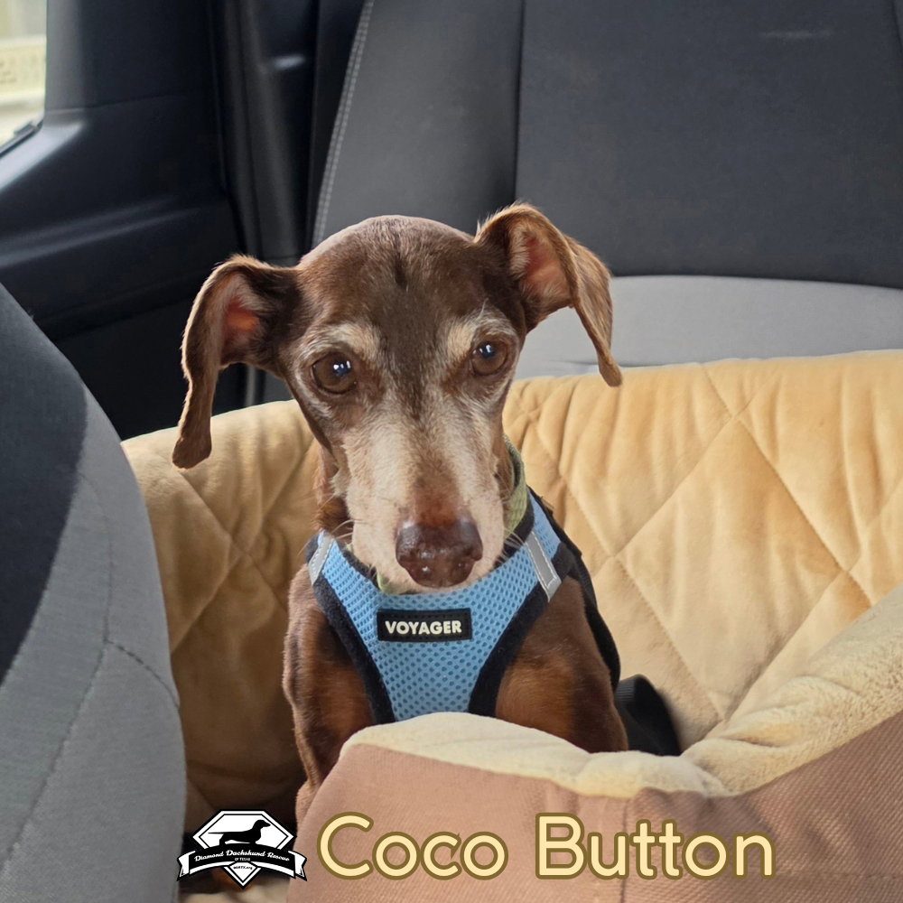 Coco Button, photo 5
