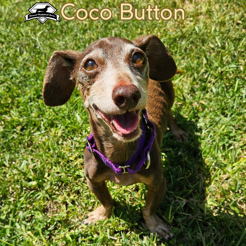 Coco Button, photo 6