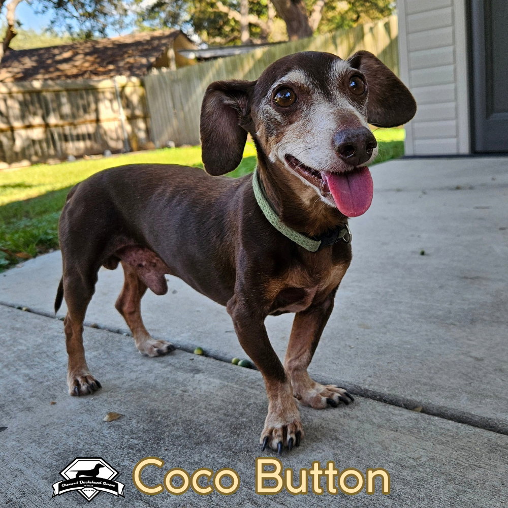 Coco Button, photo 7