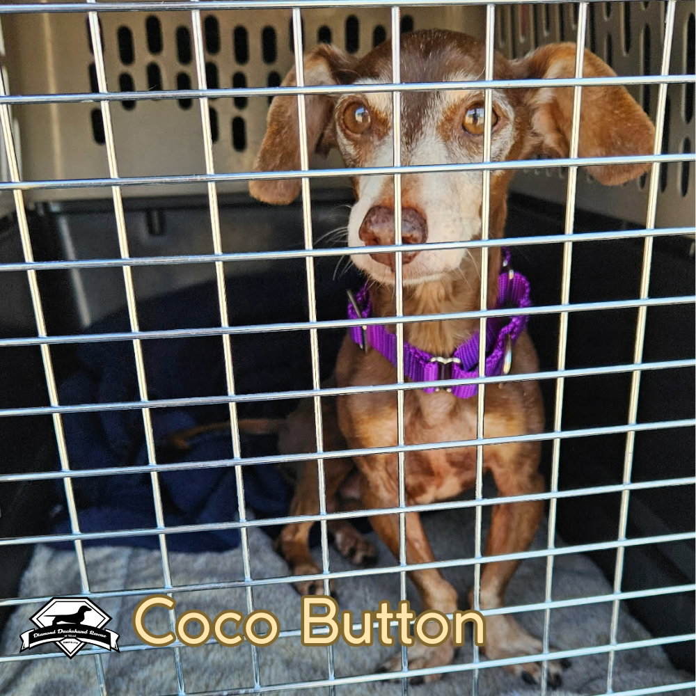 Coco Button, photo 8